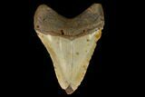 Fossil Megalodon Tooth - North Carolina #124670-2